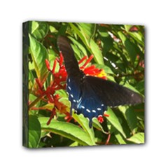 Mini Canvas 6  x 6  (Stretched) 