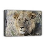 Leo the Lion - Deluxe Canvas 18  x 12  (Stretched)