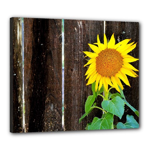Sunflower - Canvas 24  x 20  (Stretched)