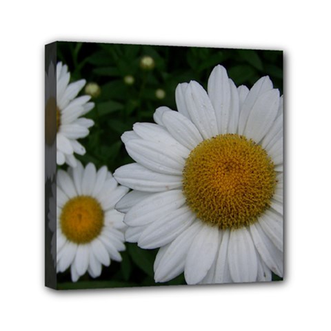 ANOTHER DAISY - Mini Canvas 6  x 6  (Stretched)