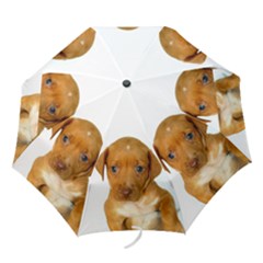 Blue Eyed Retriever Two - Folding Umbrella