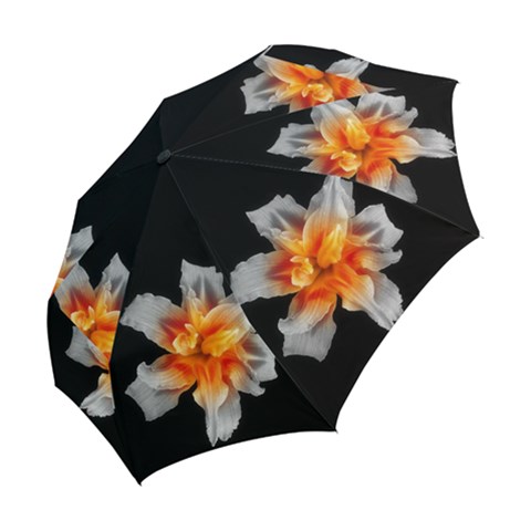 Folding Umbrella 