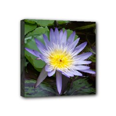 Mini Canvas 4  x 4  (Stretched) 