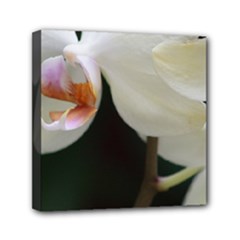Mini Canvas 6  x 6  (Stretched) 