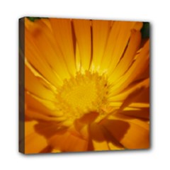 Mini Canvas 8  x 8  (Stretched) 