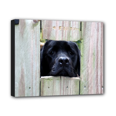 Moose Fence - Canvas 10  x 8  (Stretched)