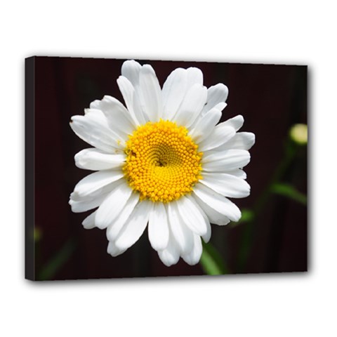 Daisy print for Diane - Canvas 16  x 12  (Stretched)
