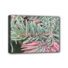Mini Canvas 7  x 5  (Stretched) 