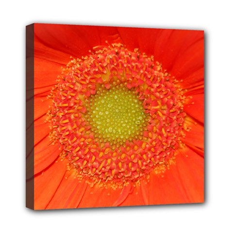 Orange gerbera daisy - Mini Canvas 8  x 8  (Stretched)
