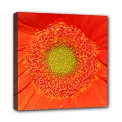 Mini Canvas 8  x 8  (Stretched) 