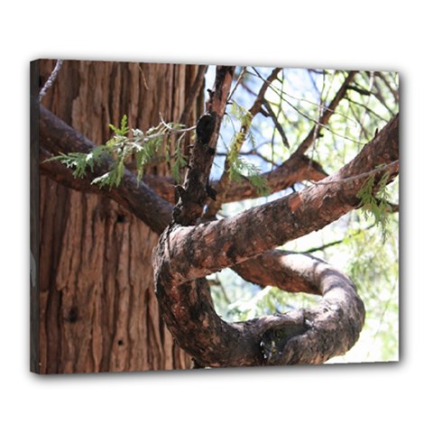 yosemite tree - Canvas 20  x 16  (Stretched)