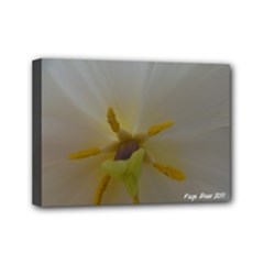 Mini Canvas 7  x 5  (Stretched) 
