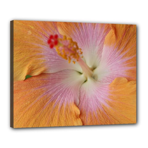 flower1 - Canvas 20  x 16  (Stretched)