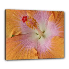 Canvas 20  x 16  (Stretched) 