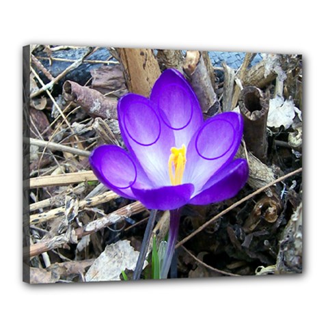 Spring Crocus - Canvas 20  x 16  (Stretched)