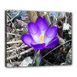 Spring Crocus - Canvas 20  x 16  (Stretched)