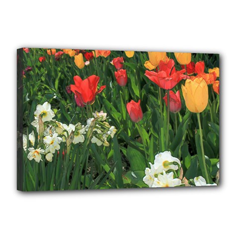 12x18 Tulips - Canvas 18  x 12  (Stretched)