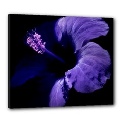 Canvas 24  x 20  (Stretched) 