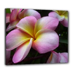 Canvas 24  x 20  (Stretched) 