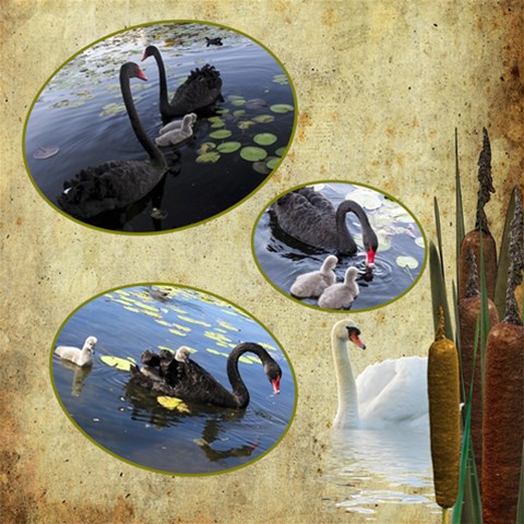 Country Swan Scrapbook 12x12 Page By Deborah 12 x12  Scrapbook Page - 1