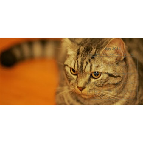 Cat 2014 By Csumkwok May 2014