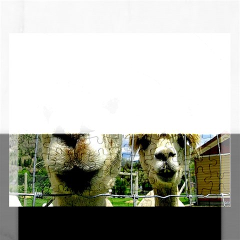 Lamas : Puzzell By Pamela Sue Goforth Front