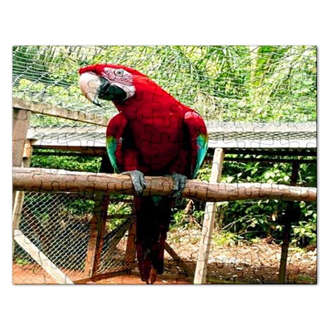 Red Macaw Parrot Puzzle By Pamela Sue Goforth Front