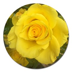 Yellow Rose Magnet 5  (round) by glendatartist