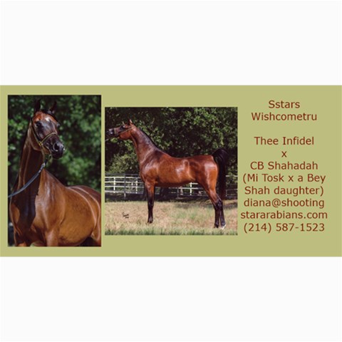 Sstars Wishcometru Arabian Mare For Sale By Diana 8 x4  Photo Card - 5