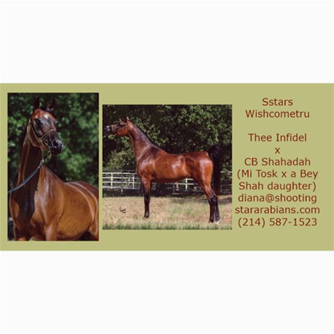 Sstars Wishcometru Arabian Mare For Sale By Diana 8 x4  Photo Card - 9