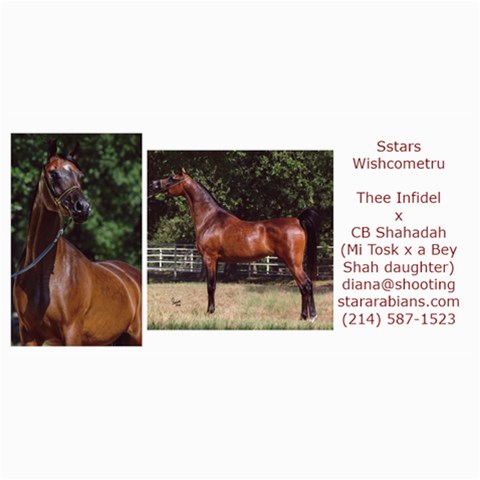 Sstars Wishcometru Arabian Mare For Sale By Diana 8 x4  Photo Card - 10