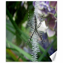 Spider - Canvas 8  x 10 