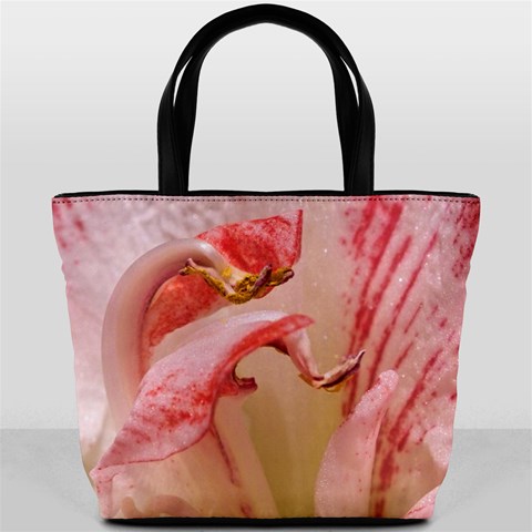 Amaryllis By Alana Front