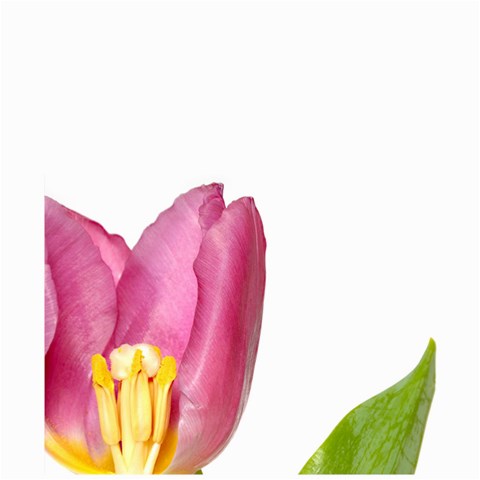 Lavendar Tulip On White By Alana Front