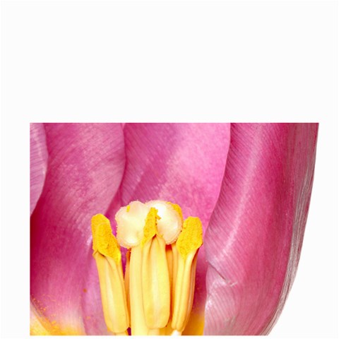 Lavendar Tulip On White By Alana Back