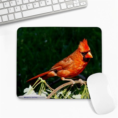 Cardinal On A Limb By Angela Coffey Front