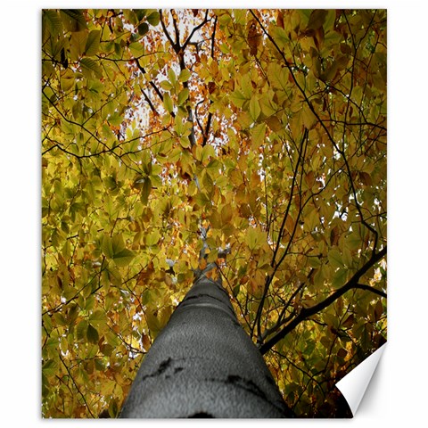 Beech Trunk By Greg Velis Canvas