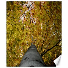 Beech Trunk - Canvas 8  x 10 