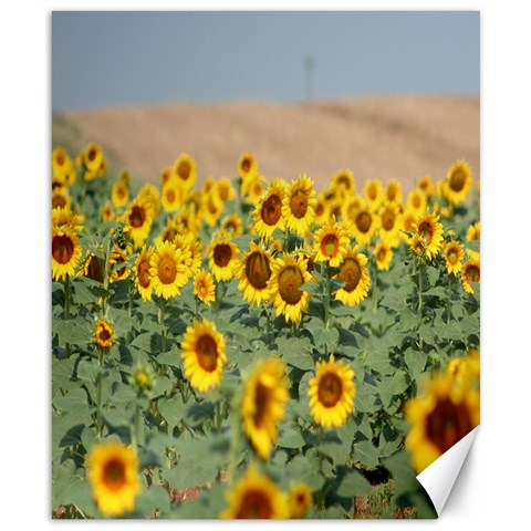 Sunflowers By Laicie Langston Canvas