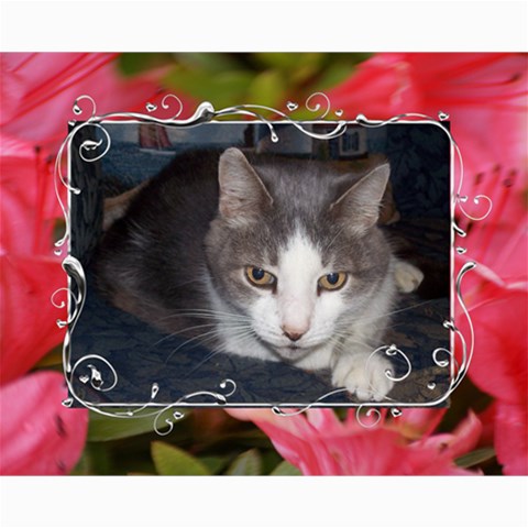 Kitty Pics #1 10 x8  Print - 12