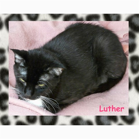 Kitty Pics #1 10 x8  Print - 5