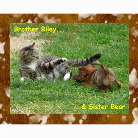 Kitty Pics #1 10 x8  Print - 6