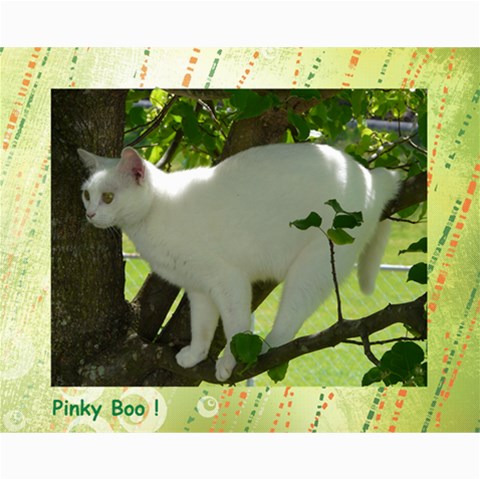 Kitty Pics #1 10 x8  Print - 10