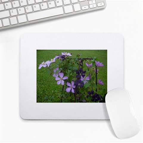 Clamatis Flower By Jill Nelson Front
