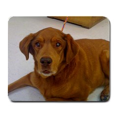 This is the dog I lost May 15th, 2010. Her name is Harmony. - Large Mousepad