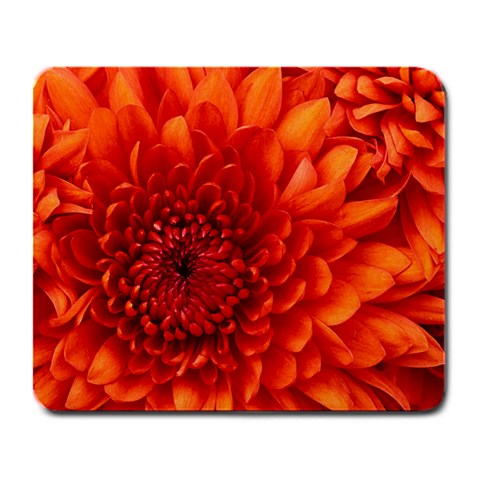 Believe In Your Dreams: Chrysanthemum Flower By Linda Daley Front