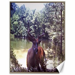 Canvas Deer Photo - Canvas 12  x 16 