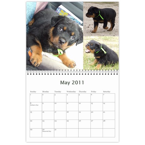 Rotti Puppy Dog Calander By Sharon Hoey Mansfield May 2011