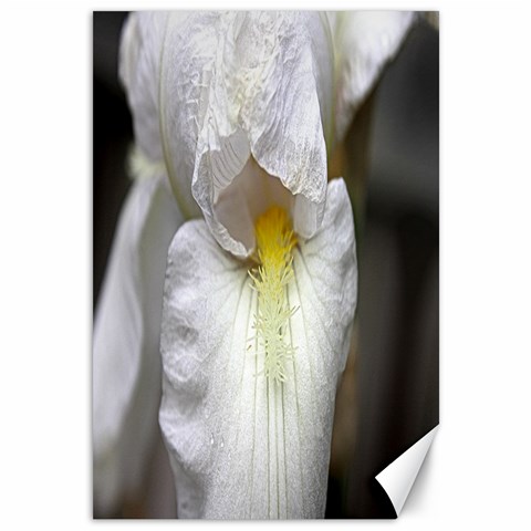 White Iris Focal By Alana 11.88 x17.36  Canvas - 1