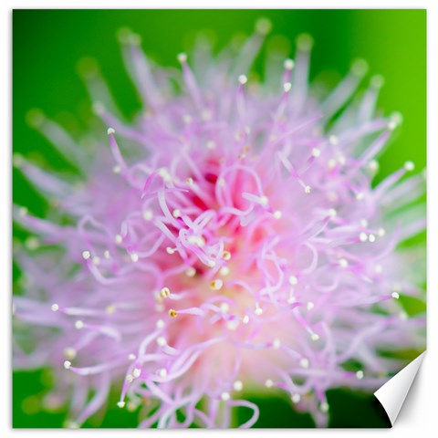 Flower By Donny 11.4 x11.56  Canvas - 1